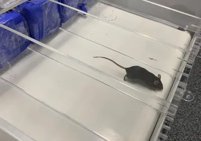 A small, brown mouse runs on a narrow, miniature treadmill